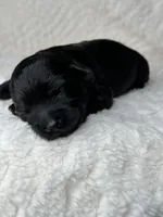 Mayday, a male Yorkipoo for sale in Waynesboro, MS – Photo 4 of 4