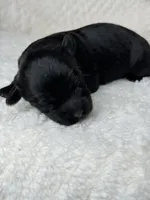 Mayday, a male Yorkipoo for sale in Waynesboro, MS – Photo 3 of 4