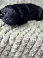 Mayday, a male Yorkipoo for sale in Waynesboro, MS – Photo 2 of 4