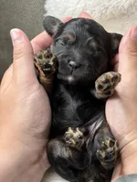 Owen, a male Cockapoo for sale in Waynesboro, MS – Photo 7 of 7