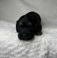 Owen, a male Cockapoo for sale in Waynesboro, MS – Photo 4 of 7