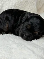 Owen, a male Cockapoo for sale in Waynesboro, MS – Photo 5 of 7