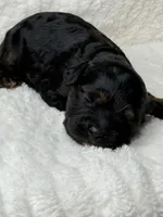 Owen, a male Cockapoo for sale in Waynesboro, MS – Photo 6 of 7