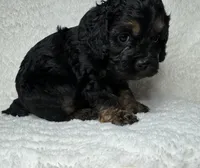Owen, a male Cockapoo for sale in Waynesboro, MS – Photo 1 of 7