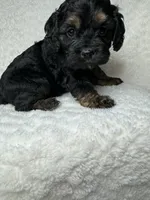 Owen, a male Cockapoo for sale in Waynesboro, MS – Photo 2 of 7