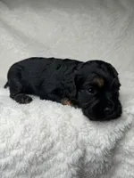 Owen, a male Cockapoo for sale in Waynesboro, MS – Photo 3 of 7