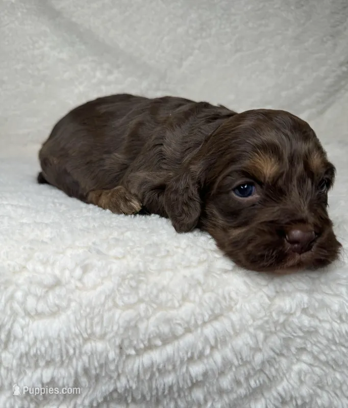 Ollie, a male Cockapoo for sale in Waynesboro, MS – Photo 1 of 5