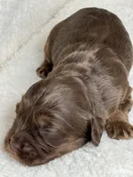 Ollie, a male Cockapoo for sale in Waynesboro, MS – Photo 5 of 5