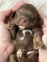 Ollie, a male Cockapoo for sale in Waynesboro, MS – Photo 4 of 5