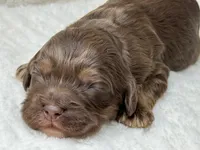 Ollie, a male Cockapoo for sale in Waynesboro, MS – Photo 3 of 5