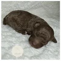 Merritt, a female Poodle - Miniature  for sale in Waynesboro, MS – Photo 3 of 3