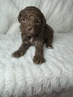 Merritt, a female Poodle - Miniature  for sale in Waynesboro, MS – Photo 1 of 3