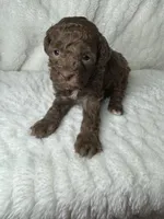 Merritt, a female Poodle - Miniature  for sale in Waynesboro, MS – Photo 2 of 3