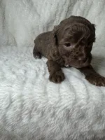 Marlin, a male Poodle - Miniature  for sale in Waynesboro, MS – Photo 2 of 3