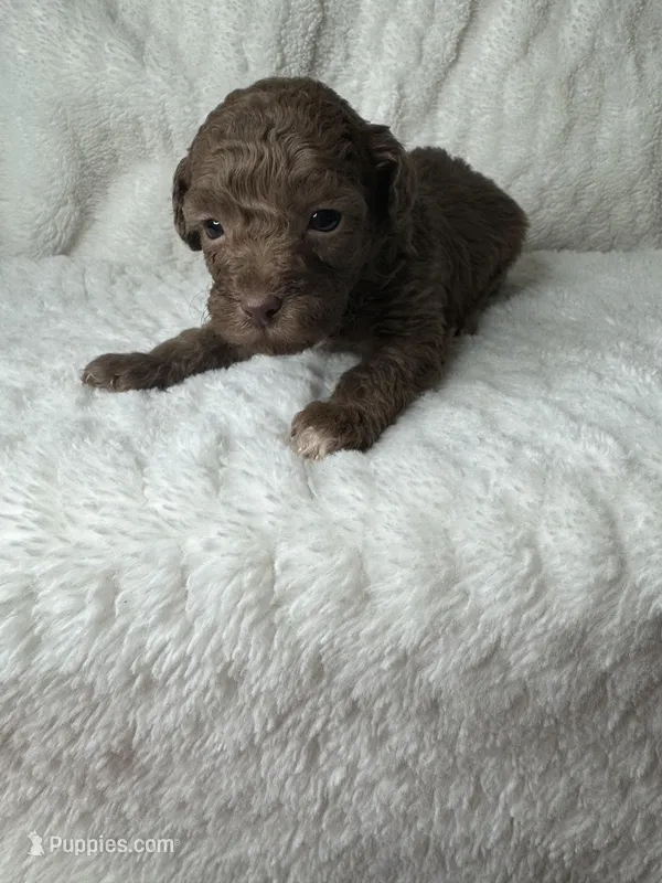 Marlin, a male Poodle - Miniature  for sale in Waynesboro, MS – Photo 1 of 3