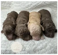 Marlin, a male Poodle - Miniature  for sale in Waynesboro, MS – Photo 3 of 3