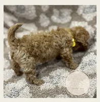 Marmalade, a female Poodle - Miniature  for sale in Waynesboro, MS – Photo 3 of 3