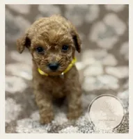 Marmalade, a female Poodle - Miniature  for sale in Waynesboro, MS – Photo 1 of 3