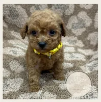 Marmalade, a female Poodle - Miniature  for sale in Waynesboro, MS – Photo 2 of 3