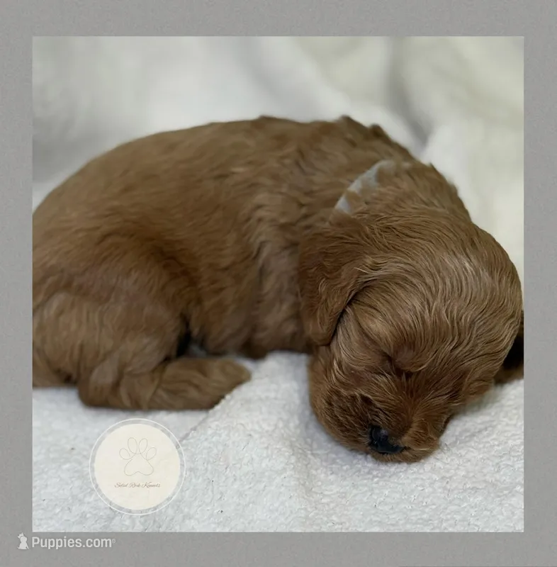 Moss, a male Cockapoo for sale in Waynesboro, MS – Photo 1 of 4