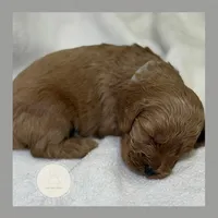 Moss, a male Cockapoo for sale in Waynesboro, MS – Photo 1 of 4