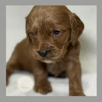 Moss, a male Cockapoo for sale in Waynesboro, MS – Photo 2 of 4