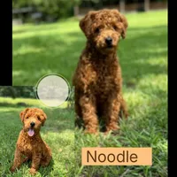 Moss, a male Cockapoo for sale in Waynesboro, MS – Photo 3 of 4