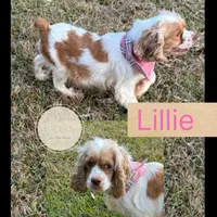 Moss, a male Cockapoo for sale in Waynesboro, MS – Photo 4 of 4