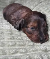 Theo, a male Miniature Dachshund for sale in Waynesboro, MS – Photo 5 of 6