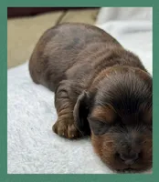 Theo, a male Miniature Dachshund for sale in Waynesboro, MS – Photo 6 of 6