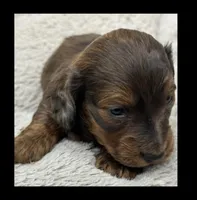 Theo, a male Miniature Dachshund for sale in Waynesboro, MS – Photo 2 of 6