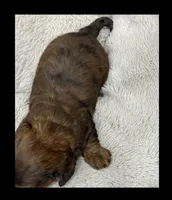 Theo, a male Miniature Dachshund for sale in Waynesboro, MS – Photo 3 of 6