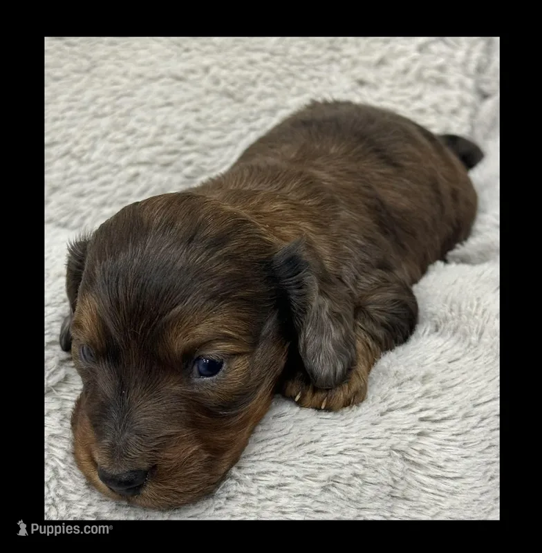 Theo, a male Miniature Dachshund for sale in Waynesboro, MS – Photo 1 of 6