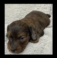 Theo, a male Miniature Dachshund for sale in Waynesboro, MS – Photo 1 of 6