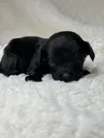 Shadow, a male Cavapoo for sale in Waynesboro, MS – Photo 4 of 7