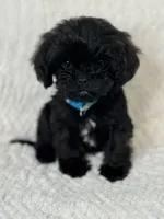 Shadow, a male Cavapoo for sale in Waynesboro, MS – Photo 1 of 7