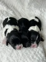 Shadow, a male Cavapoo for sale in Waynesboro, MS – Photo 5 of 7