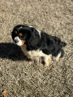 Shadow, a male Cavapoo for sale in Waynesboro, MS – Photo 7 of 7