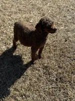 Shadow, a male Cavapoo for sale in Waynesboro, MS – Photo 6 of 7