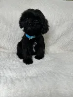 Shadow, a male Cavapoo for sale in Waynesboro, MS – Photo 3 of 7