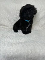 Shadow, a male Cavapoo for sale in Waynesboro, MS – Photo 2 of 7