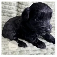 Halo, a female Yorkipoo for sale in Waynesboro, MS – Photo 4 of 4