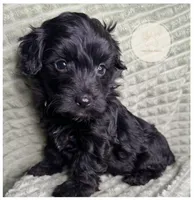 Halo, a female Yorkipoo for sale in Waynesboro, MS – Photo 3 of 4