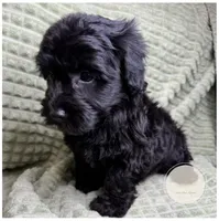 Halo, a female Yorkipoo for sale in Waynesboro, MS – Photo 1 of 4