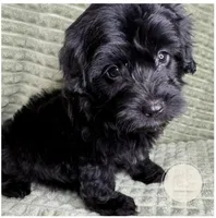 Halo, a female Yorkipoo for sale in Waynesboro, MS – Photo 2 of 4