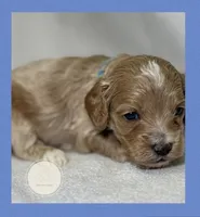 Oak, a male Cockapoo for sale in Waynesboro, MS – Photo 3 of 5