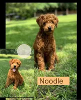 Oak, a male Cockapoo for sale in Waynesboro, MS – Photo 4 of 5