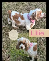 Oak, a male Cockapoo for sale in Waynesboro, MS – Photo 5 of 5