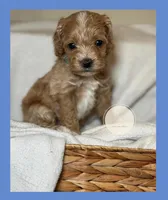 Oak, a male Cockapoo for sale in Waynesboro, MS – Photo 2 of 5