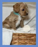 Oak, a male Cockapoo for sale in Waynesboro, MS – Photo 1 of 5